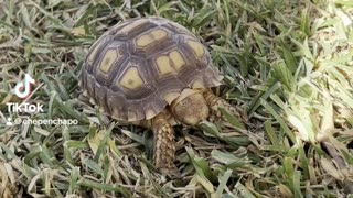 Baby Sulcata Tortoise Mowing the lawn