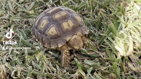 Baby Sulcata Tortoise Mowing the lawn