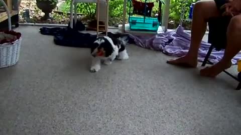 Shihtzu Puppy And Bichon Frise Playing Ball On Patio