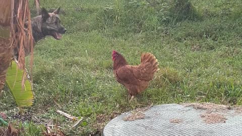 Dog Plays With Chicken