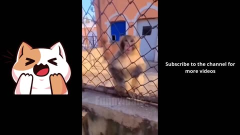 😂funny animal videos that i found for you #47😂