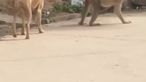 Funny Dog vs Monkey, who will win