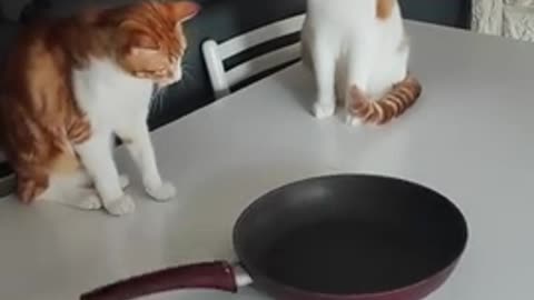 Two kittens thinking the frying pan is a fidget spinner!