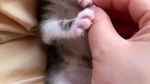 Cute cat playing with hand and he is very happy