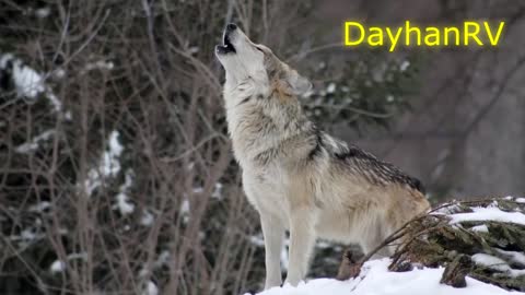 DOGS HOWLING to make your Dog Howl Back HD SOUND EFFECT