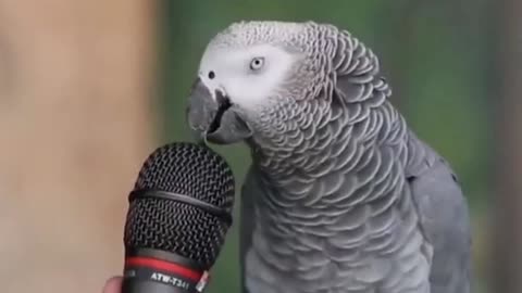 Cute Parrot talking training: