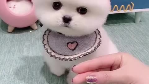 Cute dogy fanny video