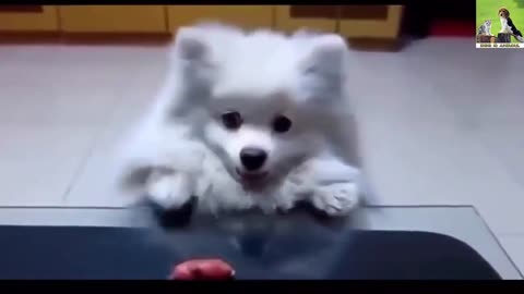 cute dogs do funniest thing