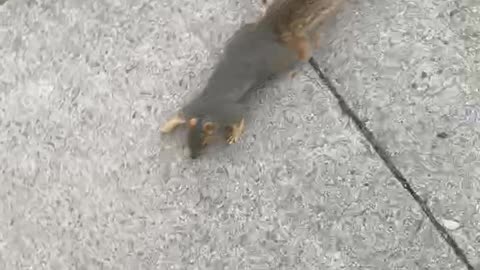 One Mean Squirrel