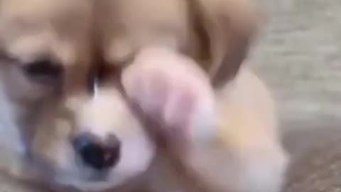 Cute Baby Dog Video // ANIMAL LOVERS