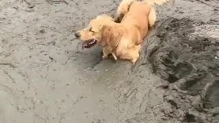 Adorable cober and joly golden dogs loves to play with mud and wont move