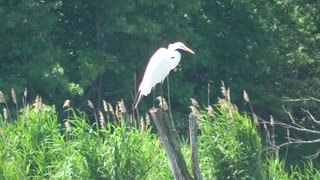 79 Toussaint Wildlife - Oak Harbor Ohio - Egret Is Beautiful As Always
