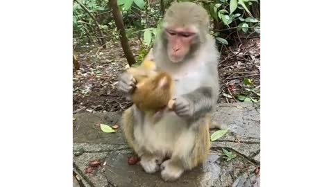 Mother monkey love with baby monkey
