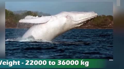 too rare | must watch white color humpback whale| animal