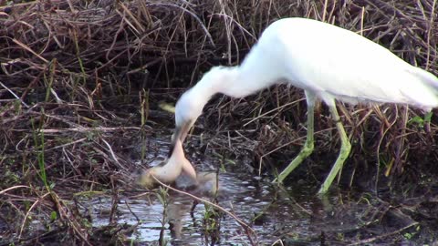 Little Blue Heron Gulps Down Big Frog