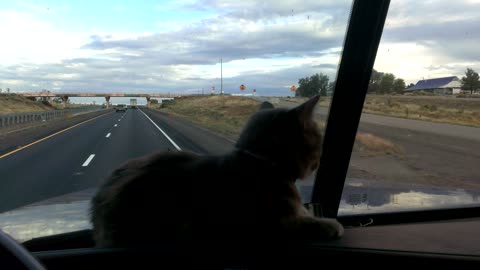 Trucker cat does not like the overpass