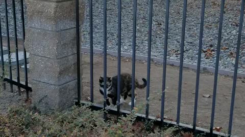 Cat Takes Fence Line to Avoid Mingling with Neighbor