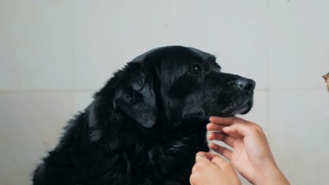 female hands petting caged stray dog in pet shelter