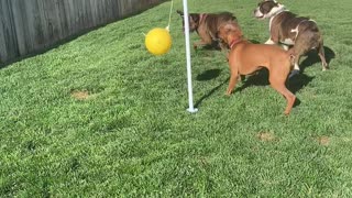 Boxers Have Blast Playing Tetherball