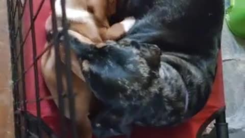 Watch the little dog eating from its mother