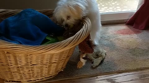 Pup Gets Toy Stuck. See How She Solves This Problem.