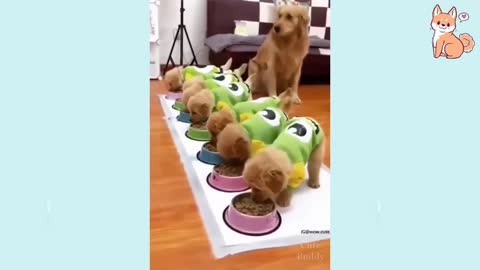 😍 Cute Puppies and Smart Dogs #1 😍