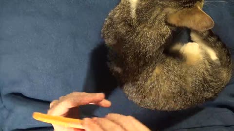 Little Cats Wants to Be Combed by Mom
