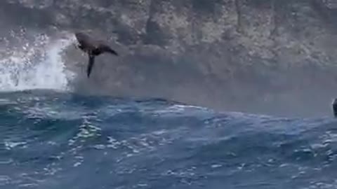 California sea lions