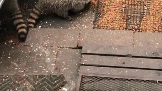 Raccoons Accept the Gift of Marshmallows