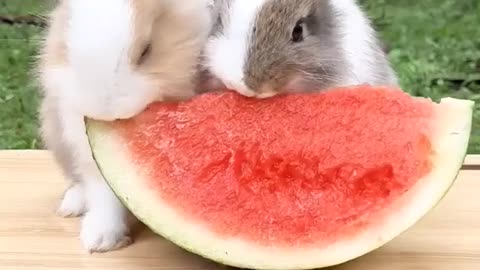 Cute Rabbits Eating Watermelon