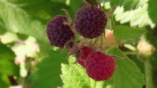 Black Raspberry