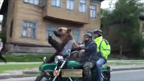 Interspecies Collab Slav x Bear - Oblivion NPC