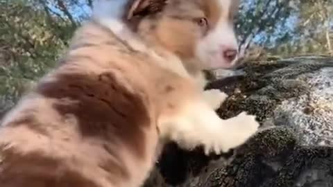 Cute puppy roaring