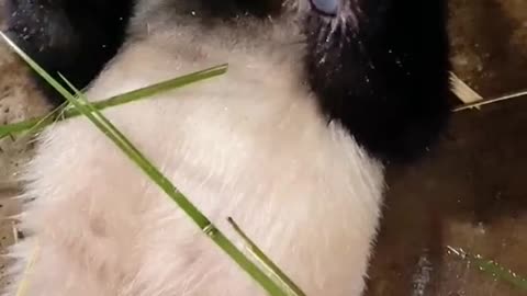 I will show you how to eat Bamboo easily, Panda