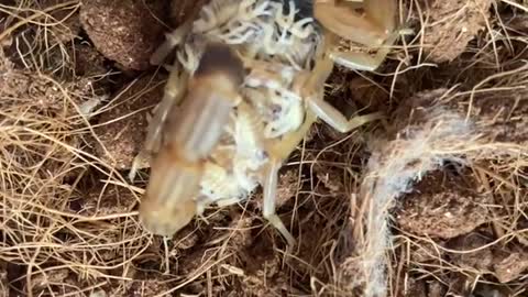 small Scorpion born of a Scorpion mother