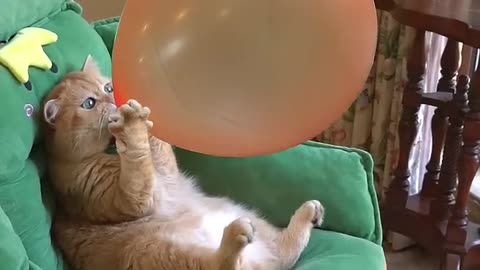 Boom,Scared me! #exlittlebeans #funny_cats #cat #funny_videos (1)