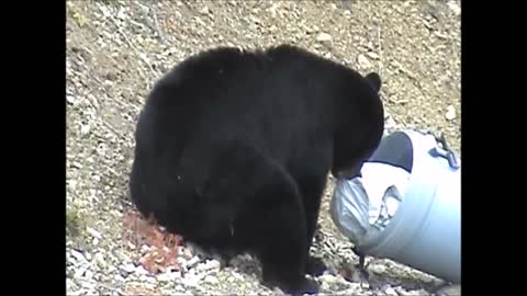 Bears Searching For Food - FUNNIEST Compilation Video