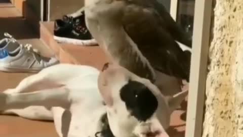 Funny duck with a dog