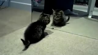 Cute Crazy Kitten Vs Mirror