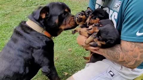 Dady Dog meet his baby boys for the first time