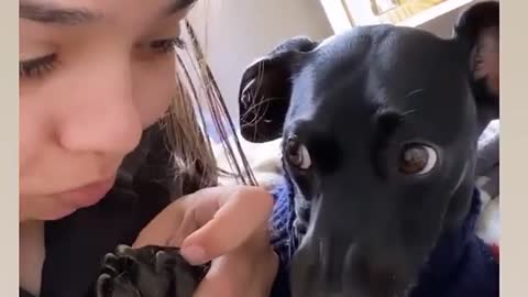 Dog wants cookie and makes a face