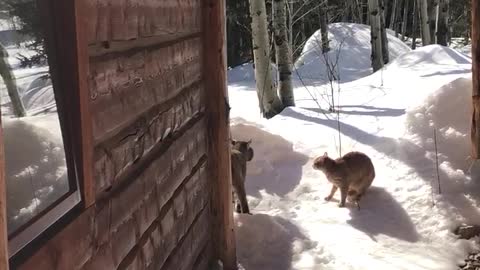 Kitten Stands Off Against Bobcat