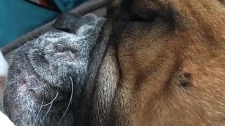 Brown english bulldog asleep on sofa