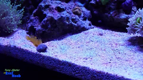 Goby on guard