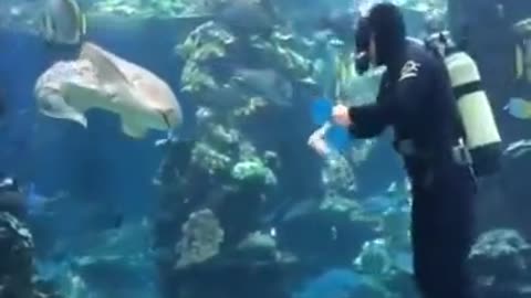 Zebra Shark bothers Diver trying to clean the tank until it gets belly scritches