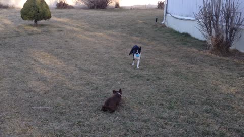 Beefy the Boston Terrier doesn't play fetch