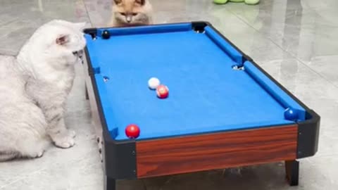 Cat playing