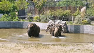 Zoo Elephants In Love