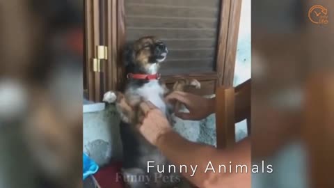 Funny Animals compilation funny cats and dogs