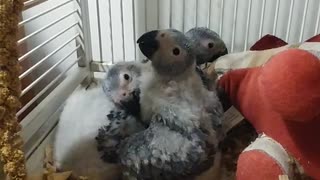 Grey Babies